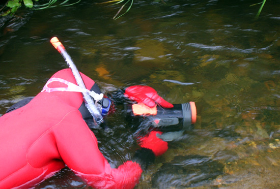 A researcher photographs fish as part of the Comprehensive Pebble Environmental study program.